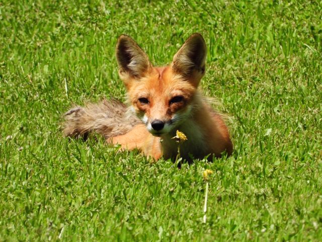 Fox